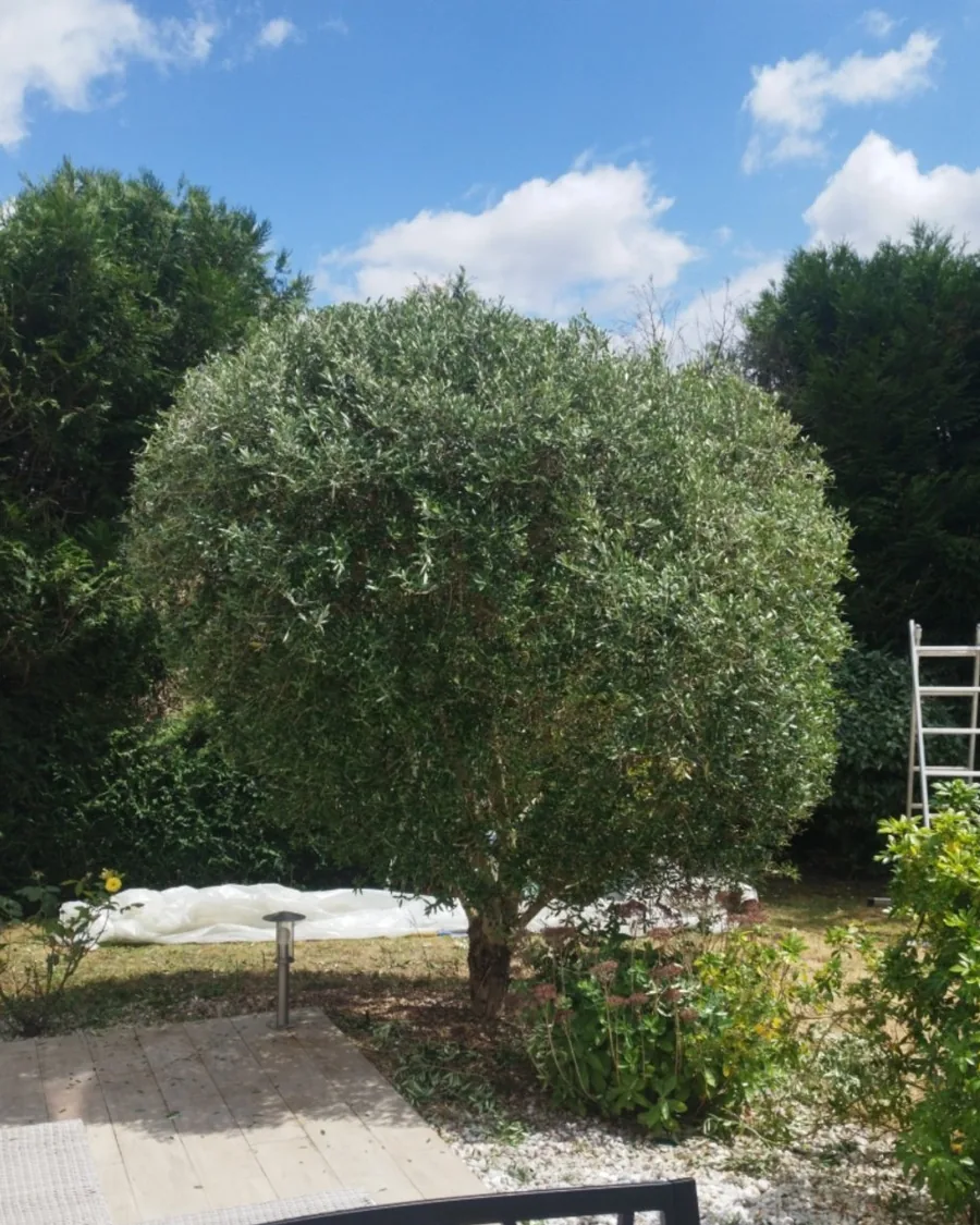 Olivier taillé en boule dans un jardin de particulier, en Sologne