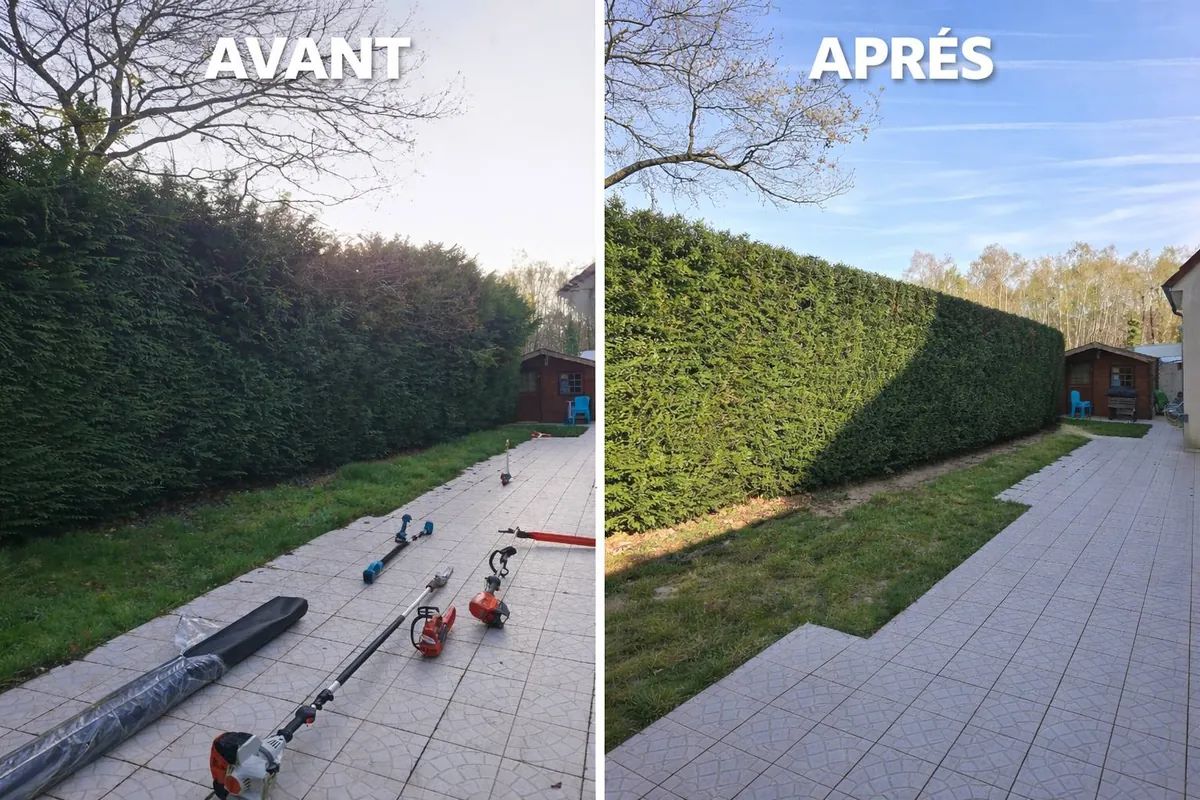 Avant et après la taille d'une haie de conifères le long d'une terrasse